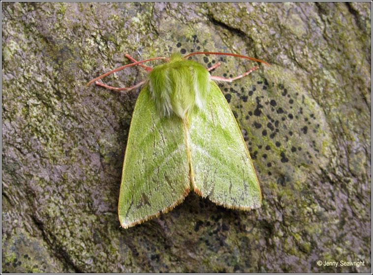 Green Silver-lines, Pseudoips prasinana