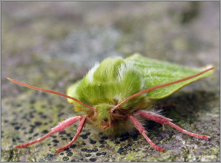 Green Silver-lines, Pseudoips prasinana