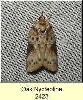 Oak Nycteoline, Nycteola revayana