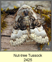 Nut-tree Tussock, Colocasia coryli