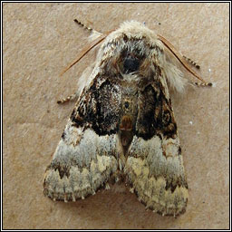 Nut-tree Tussock, Colocasia coryli