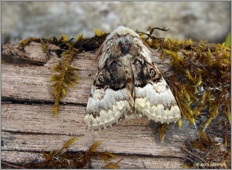 Nut-tree Tussock, Colocasia coryli