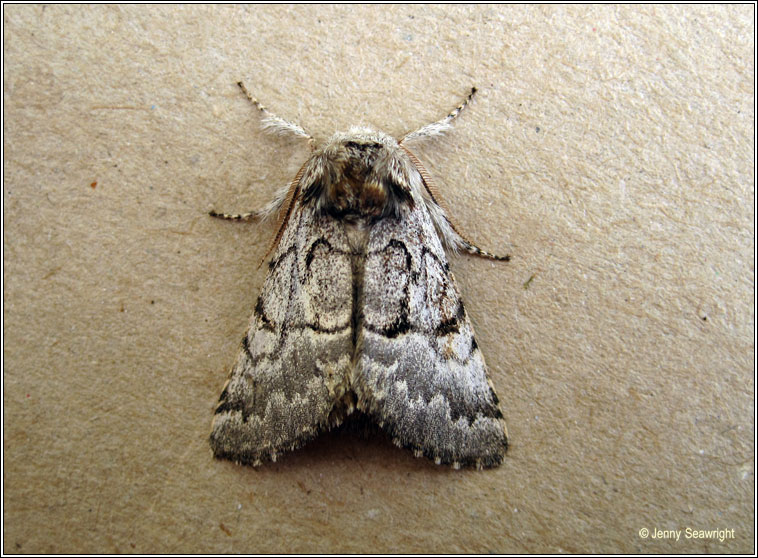 Nut-tree Tussock, Colocasia coryli