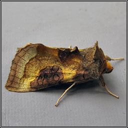 Burnished Brass, Diachrysia chrysitis