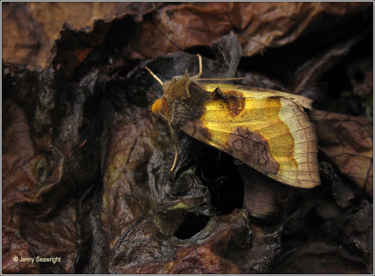 Burnished Brass, Diachrysia chrysitis