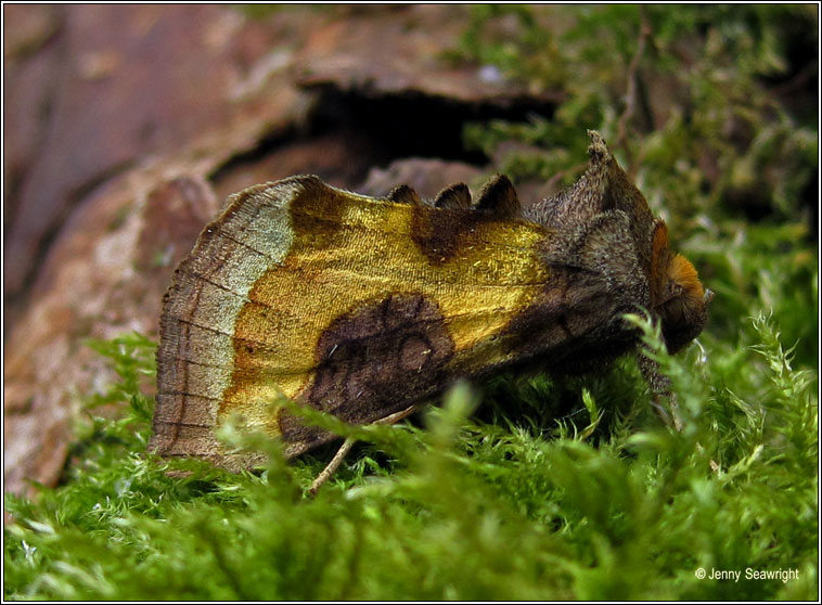 Burnished Brass, Diachrysia chrysitis