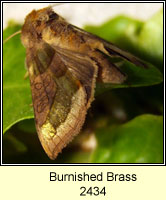 Burnished Brass, Diachrysia chrysitis