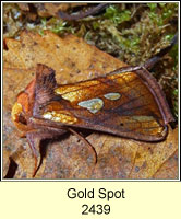 Gold Spot, Plusia festucae