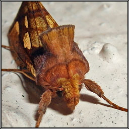 Gold Spot, Plusia festucae