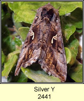 Silver Y, Autographa gamma