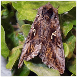 Silver Y, Autographa gamma