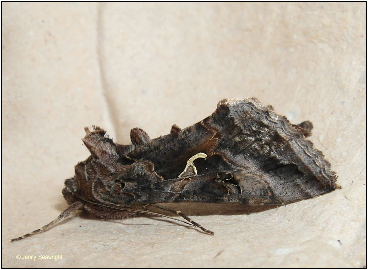 Silver Y, Autographa gamma