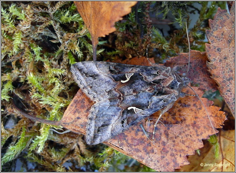 Silver Y, Autographa gamma