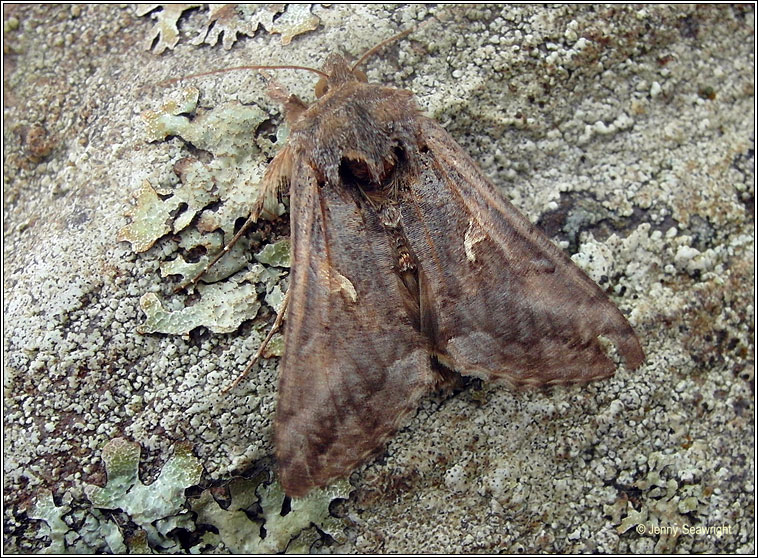 Silver Y, Autographa gamma