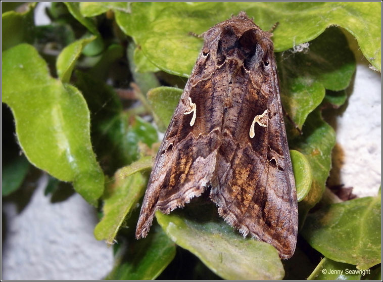 Silver Y, Autographa gamma