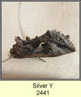 Silver Y, Autographa gamma