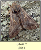 Silver Y, Autographa gamma f. nigricans