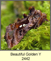 Beautiful Golden Y, Autographa pulchrina