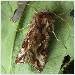 Beautiful Golden Y, Autographa pulchrina