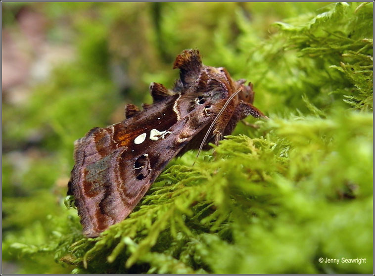 Beautiful Golden Y, Autographa pulchrina