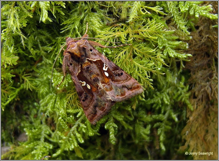 Beautiful Golden Y, Autographa pulchrina