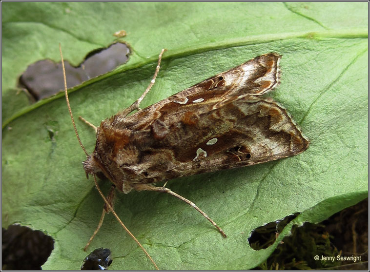 Beautiful Golden Y, Autographa pulchrina