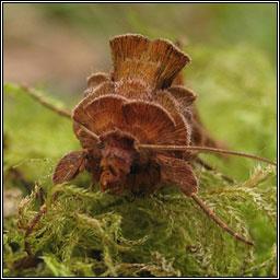 Plain Golden Y, Autographa jota