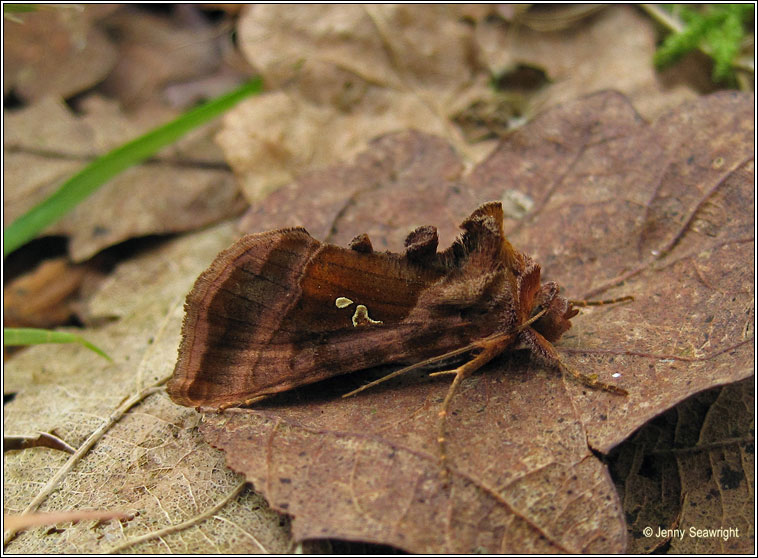 Plain Golden Y, Autographa jota