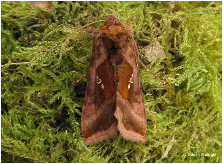 Plain Golden Y, Autographa jota