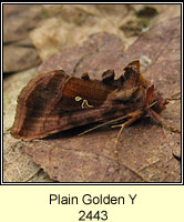 Plain Golden Y, Autographa jota