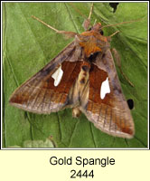 Gold Spangle, Autographa bractea