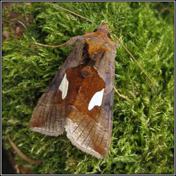 Gold Spangle, Autographa bractea