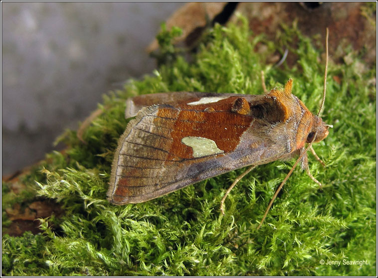 Gold Spangle, Autographa bractea