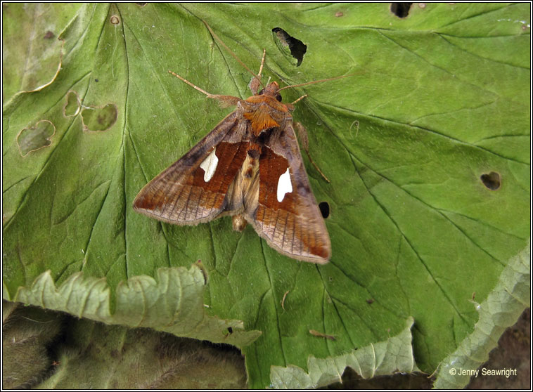 Gold Spangle, Autographa bractea