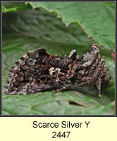 Scarce Silver Y, Syngrapha interrogationis