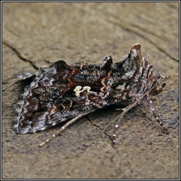 Scarce Silver Y, Syngrapha interrogationis