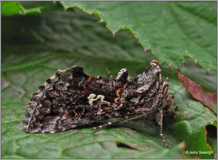 Scarce Silver Y, Syngrapha interrogationis