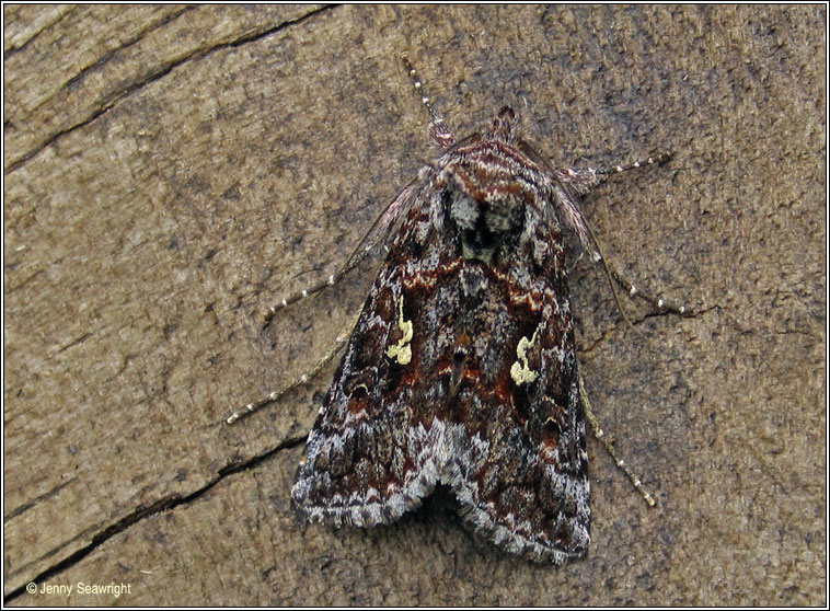 Scarce Silver Y, Syngrapha interrogationis