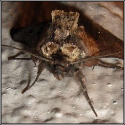 Dark Spectacle, Abrostola triplasia