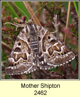 Mother Shipton, Callistege mi