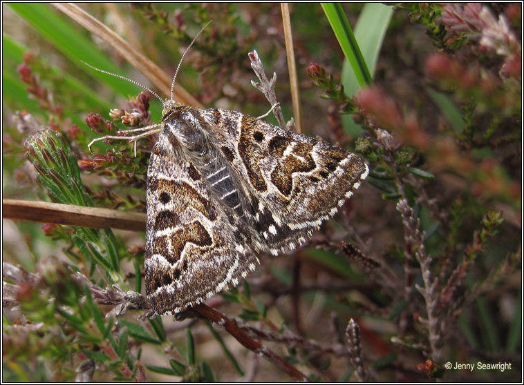 Mother Shipton, Callistege mi