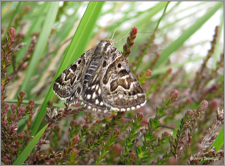 Mother Shipton, Callistege mi