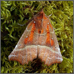 The Herald, Scoliopteryx libatrix