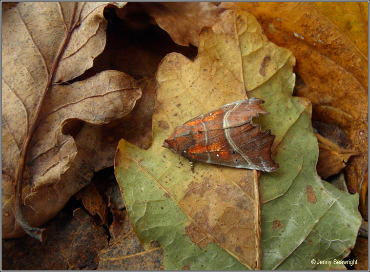 The Herald, Scoliopteryx libatrix