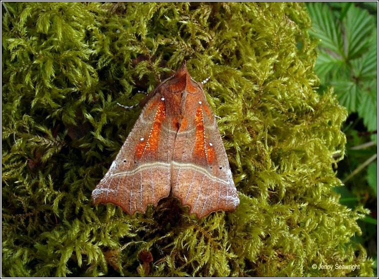 The Herald, Scoliopteryx libatrix