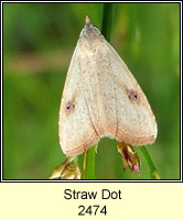 Straw Dot, Rivula sericealis