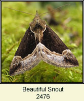 Beautiful Snout, Hypena crassalis