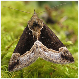 Beautiful Snout, Hypena crassalis