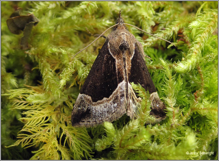 Beautiful Snout, Hypena crassalis