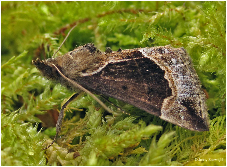 Beautiful Snout, Hypena crassalis